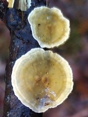 Trametes ochracea