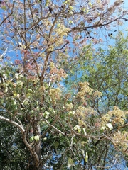 Heliocarpus terebinthinaceus