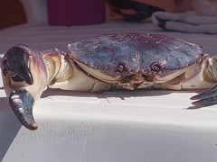 Danielethus crenulatus