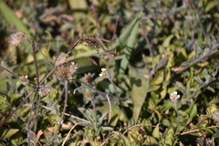 Hemiargus ceraunus astenidas