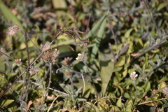 Hemiargus ceraunus astenidas