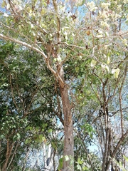 Heliocarpus terebinthinaceus