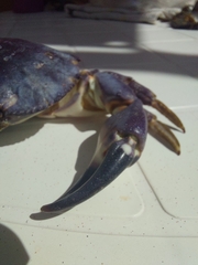 Danielethus crenulatus