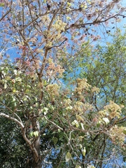 Heliocarpus terebinthinaceus