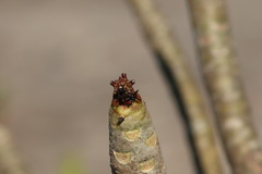 Frieseomelitta nigra