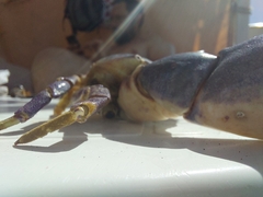 Danielethus crenulatus