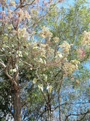 Heliocarpus terebinthinaceus