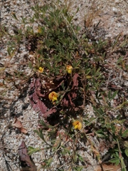 Crotalaria pumila