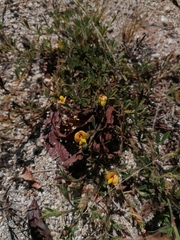 Crotalaria pumila