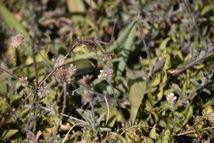 Hemiargus ceraunus astenidas