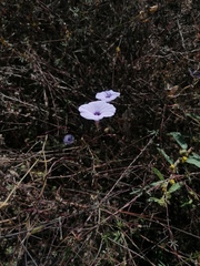 Ipomoea ternifolia ternifolia