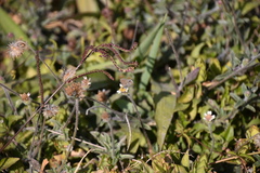 Hemiargus ceraunus astenidas