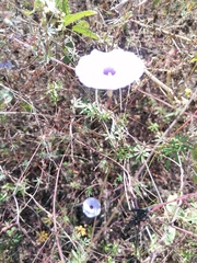 Ipomoea ternifolia ternifolia