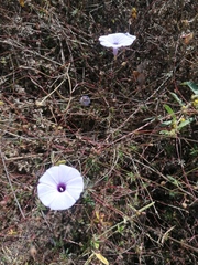 Ipomoea ternifolia ternifolia