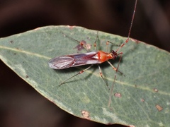 Rayieria basifer