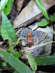 Leptodactylus savagei