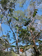 Comocladia macrophylla