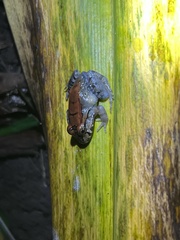 Leptodactylus savagei