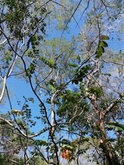 Comocladia macrophylla