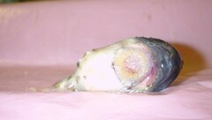 Eumicrotremus derjugini