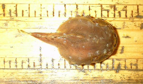 Pacific spiny lumpsucker (Eumicrotremus pacificus) — Cyclopteridae — 2