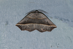 Metanema determinata