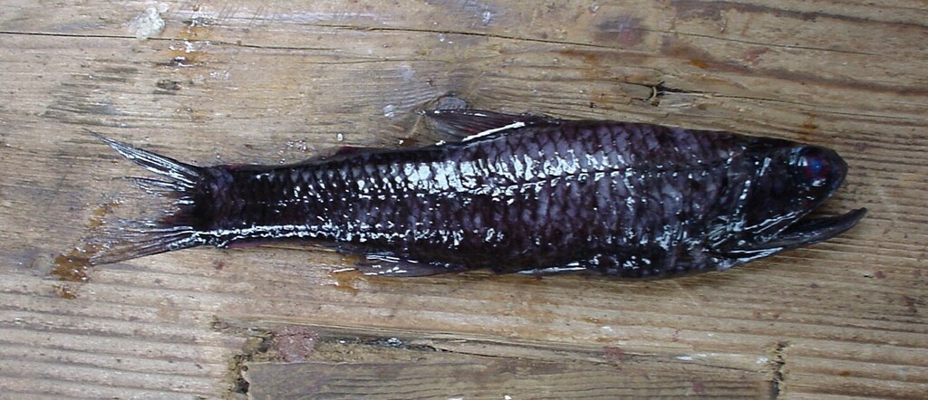 Brokenline Lanternfish