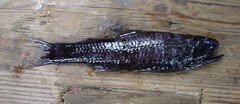 Brokenline Lanternfish photo 1
