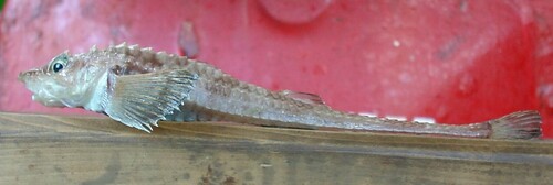 Atlantic poacher (Leptagonus decagonus) — Agonidae