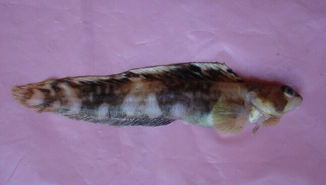 Longlimb Eelpout