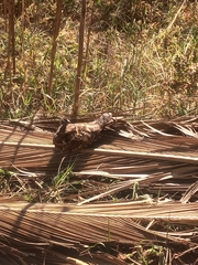 Antrostomus arizonae