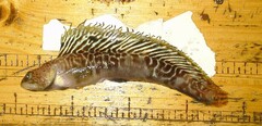 Zoarcidae