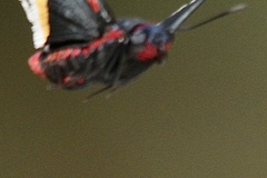 Mysoria barcastus