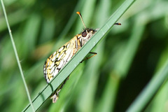 Heteropterus morpheus