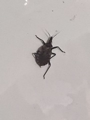 Triatoma