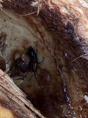 Metamasius sericeus