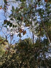 Comocladia macrophylla