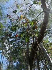 Comocladia macrophylla