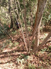 Comocladia macrophylla