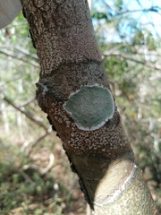 Cryptothecia striata