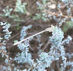 Platycnemis dealbata