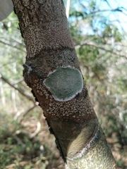 Cryptothecia striata