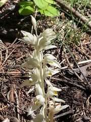 Cephalanthera austiniae