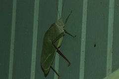Steirodon