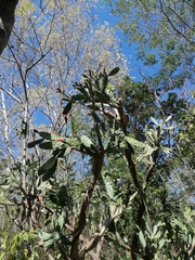 Opuntia karwinskiana