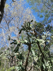Opuntia karwinskiana
