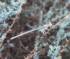 Platycnemis dealbata