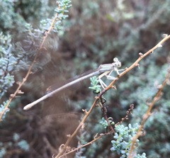 Platycnemis dealbata