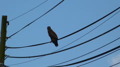 Buteo buteo buteo