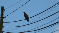Buteo buteo buteo